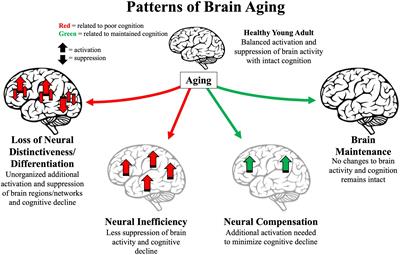 Frontiers | 25 years of neurocognitive aging theories: What have